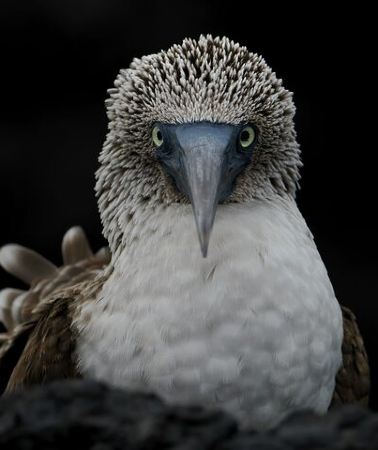 5D4N • Galapagos Enchanting 3 Islands (5 Days)