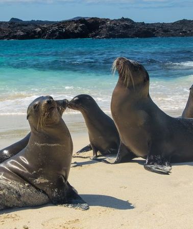 12D11N • The Best of Ecuador & Galapagos 12 Days / 11 Nights