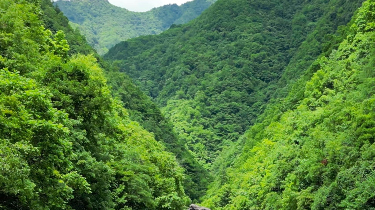 神农架4日3晚私家团·【山野追风 向野而生|夏日推荐】私享VIP包车·5钻野奢酒店/房型任选·神农架3晚连住·不挪窝不折腾「神农6景 野人寻踪/云海翻腾/奇瀑奇潭 邂逅大熊猫|金丝猴 呆萌梅花鹿」管家1V1·一站服务