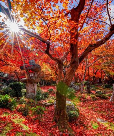 7D6N • Osaka Prefecture + Kyoto Prefecture + Nara Prefecture