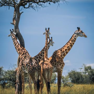 肯尼亚纳库鲁奈瓦沙+马赛马拉国家保护区+安博塞利9日7晚私家团