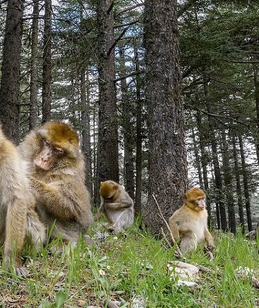 3D2N • 3 Days Desert Tour from Marrakech to Fes