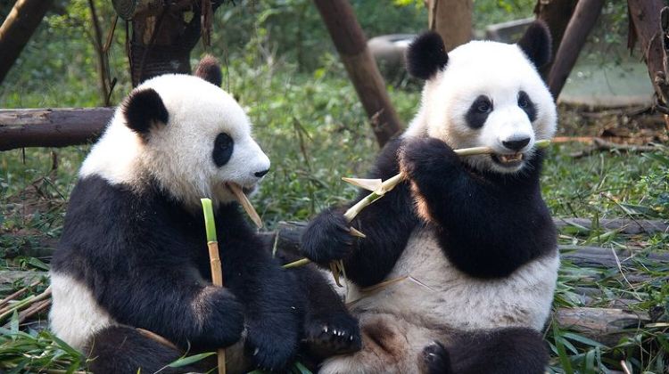 14-Day China Small Group Family Adventure Tour from Beijing to Shanghai: Pandas, Palaces, Warriors, Great Wall & Yangtze River Cruise