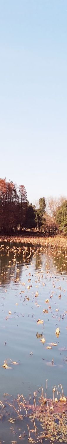 东湖落雁景区-武汉