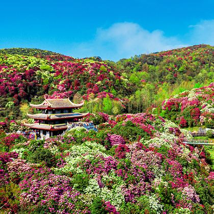 贵州贵阳+百里杜鹃风景区+织金洞+贵州乌江寨国际旅游度假区+南江大峡谷5日4晚私家团