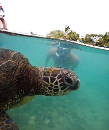 9D8N • Oahu + Hawaii island