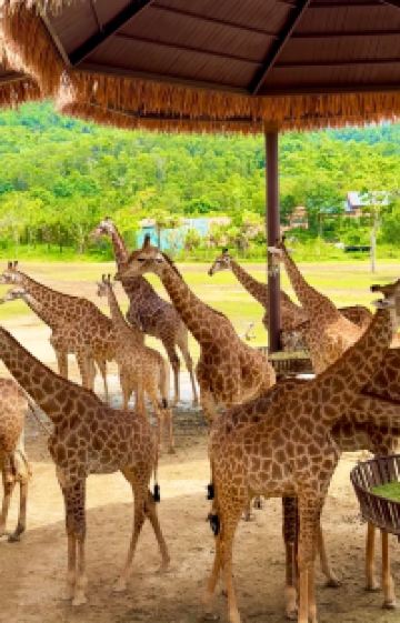 广州+珠海+长隆野生动物世界+珠海长隆海洋王国6日5晚跟团游图片