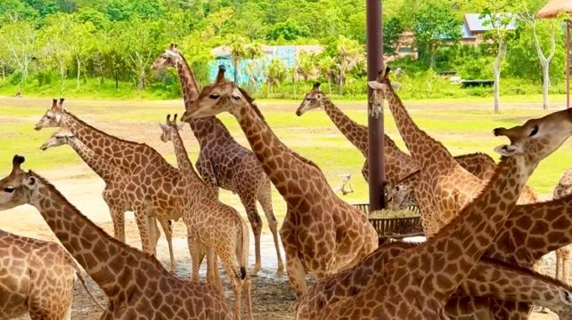 广州+珠海+长隆野生动物世界+珠海长隆海洋王国6日5晚跟团游·春节亲子游+2日双长隆+经典陈家祠+永庆坊+小蛮腰+米其林泮溪酒家点心餐+连住5钻酒店