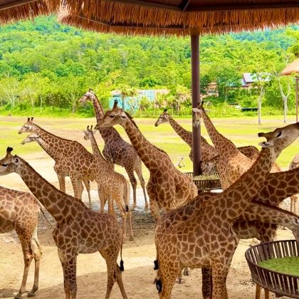 广州+珠海+长隆野生动物世界+珠海长隆海洋王国6日5晚跟团游