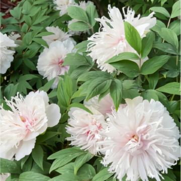 河南洛阳4日3晚私家团