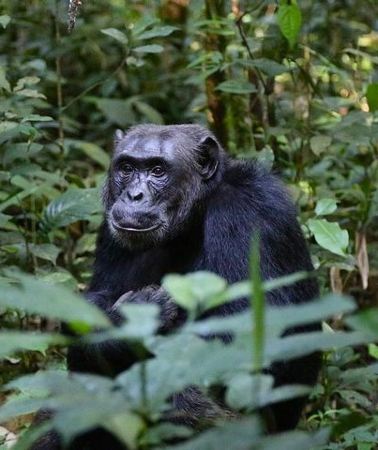 2D1N • 2 Days Chimpazee Safari In kibale Forest Park Uganda.