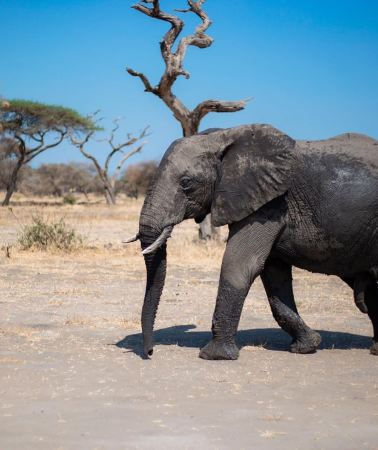 6D5N • 6-Day Tanzania Mid-Range Lodge Safari with Meals