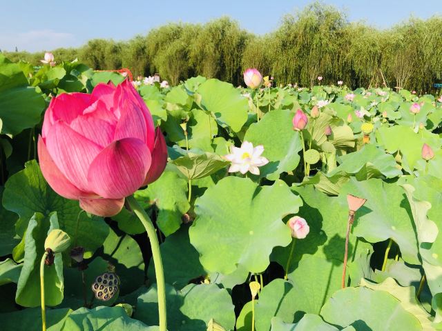 上海崇明荷花博览园旅行图片 7