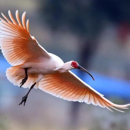 汉中+黎坪森林公园+长青华阳景区+定军山+勉县武侯祠博物馆+武侯墓3日2晚私家团