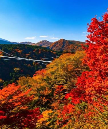 10D9N • Kyushu autumn foliage exploration: Akizuki Castle Ruin + Kinrin Lake + Takachiho Gorge + Kagoshima gloden ginkgos + Mifuneyama Rakuen