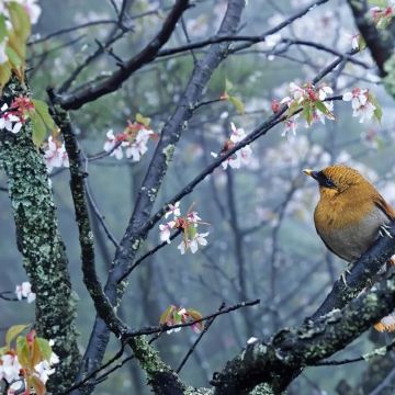 上海+乌镇+绍兴+杭州+千岛湖+黄山风景区10日9晚私家团
