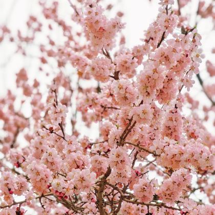 新疆喀什地区+喀什古城+帕米尔高原+南疆3日2晚拼小团