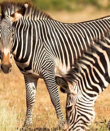 4D3N • 4 Days Safari to Tarangire, Serengeti and Ngorongoro