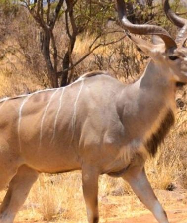 3D2N • 3 Days Samburu National Reserve Private Safari from Nairobi
