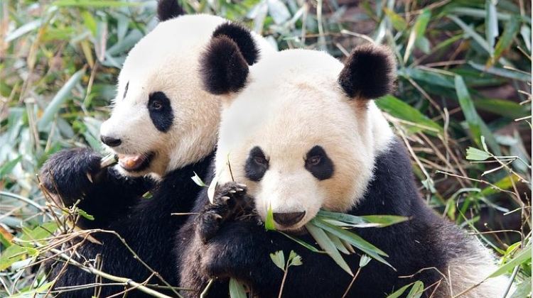 3D2N · Private Tours · 3 Days Highlight Chengdu & Xian Tour by Bullet Train