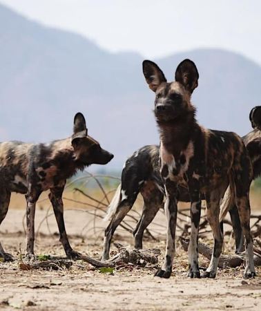 4D3N • Victoria Falls & Hwange National Park Safari Combo