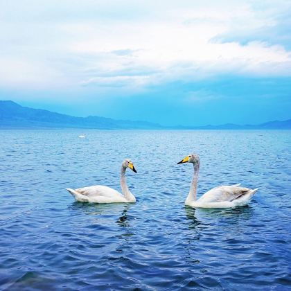 新疆乌鲁木齐+喀纳斯+禾木风景区+赛里木湖8日7晚跟团游