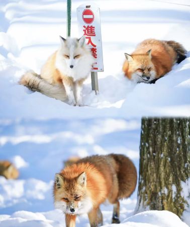 5D4N • Ultimate Tohoku Onsen Journey: Explore Sendai, Zao Wildlife, Yamagata Culture, Relaxing Hot Springs and Northern Japan Beauty