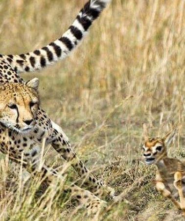 3D2N • 3-Day Masai Mara Safari Tour