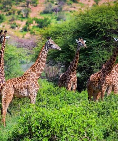 3D2N • 2 Nights 3 Days Tour to Tsavo East and Tsavo West National Park