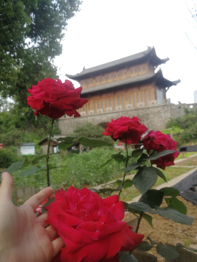 刘园古徽州文化园旅行图片 1