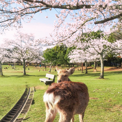 日本大阪+京都+富士山+东京8日7晚拼小团
