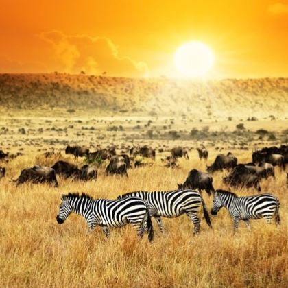 坦桑尼亚12日10晚私家团