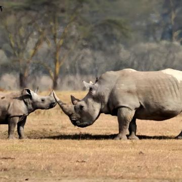 肯尼亚10日8晚拼小团