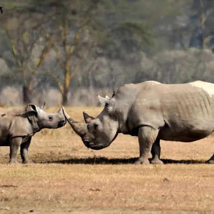 肯尼亚10日8晚拼小团