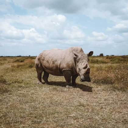肯尼亚马赛马拉国家保护区+纳库鲁+桑布鲁自然保护区+奈瓦沙湖+安波塞利国家公园8日7晚私家团