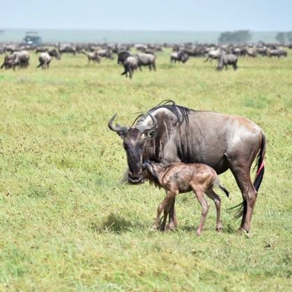 肯尼亚+坦桑尼亚9日7晚跟团游