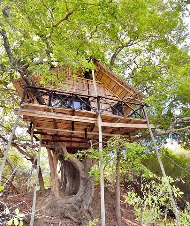 3D2N • 3 Day Lodge/Treehouse Kruger National Park Safari