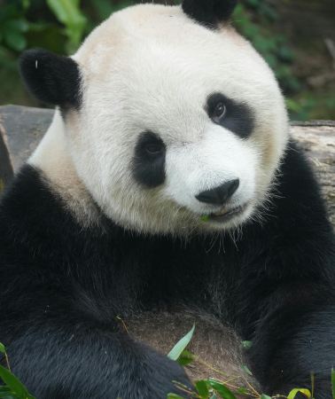6D5N•Jiuzhaigou + Huanglong+ Panda Valley + Dujiangyan + Mt. Siguniang - Summer Escape - Airport Transfer included - Free Time in Chengdu.