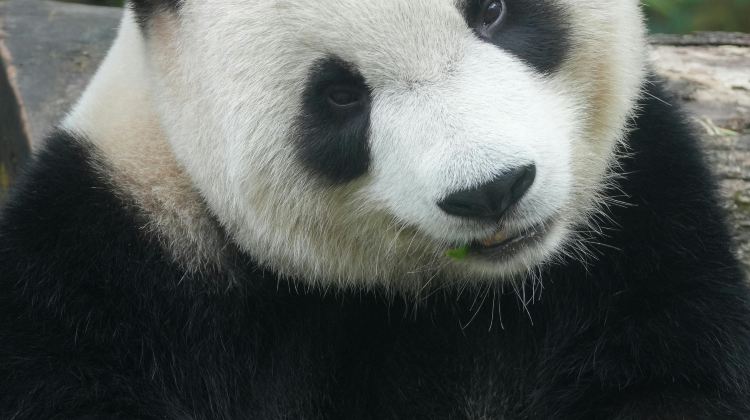 6D5N · Private Tours · Jiuzhaigou + Huanglong+ Panda Valley + Dujiangyan + Mt. Siguniang - Summer Escape - Airport Transfer included - Free Time in Chengdu