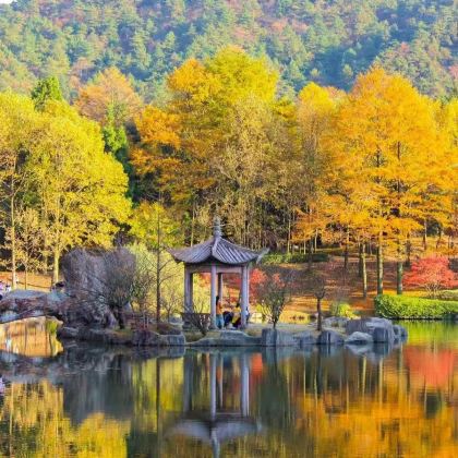余姚四明湖红杉林+四明山国家森林公园2日1晚私家团