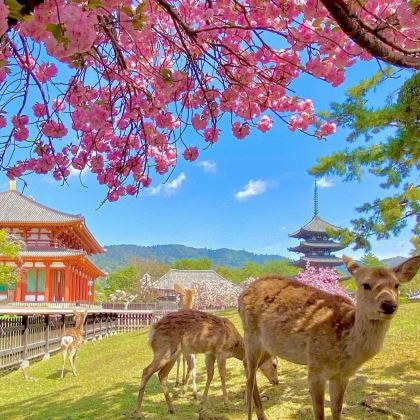 日本大阪府+京都府+奈良县6日私家团