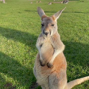 澳大利亚墨尔本3日2晚私家团