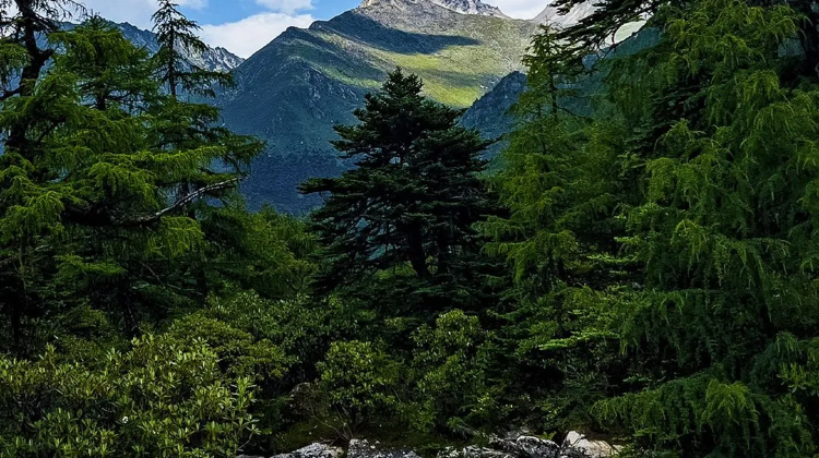 8-Day Chengdu + Jiuzhaigou + Bipenggou + Dujiangyan