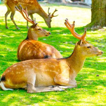 日本东京+富士山+大阪+京都+奈良7日6晚拼小团
