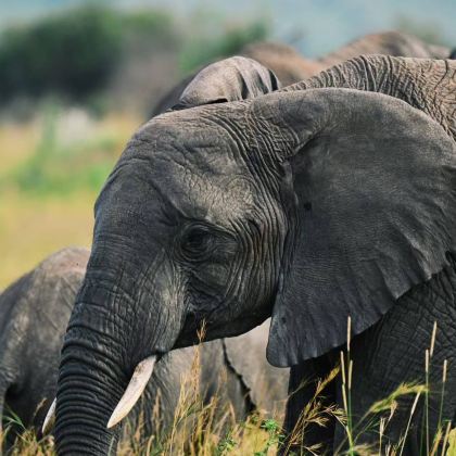 坦桑尼亚塞伦盖蒂+恩戈罗恩戈罗+塔兰吉雷国家公园6日5晚跟团游