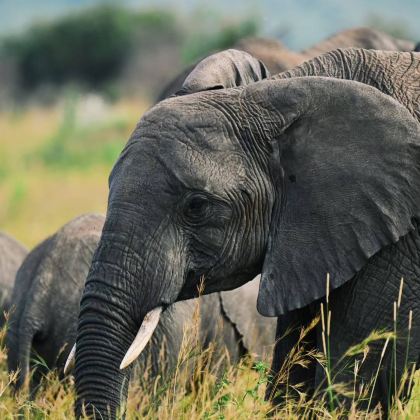 坦桑尼亚塞伦盖蒂+恩戈罗恩戈罗+塔兰吉雷国家公园6日5晚跟团游