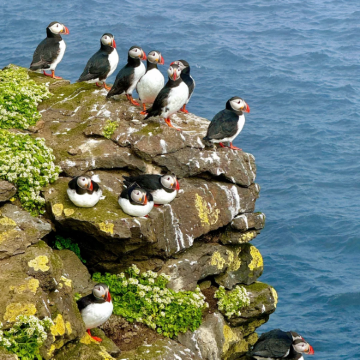 冰岛雷克雅未克+蓝湖+米湖+瓦特纳冰川国家公园+阿克雷里12日10晚拼小团