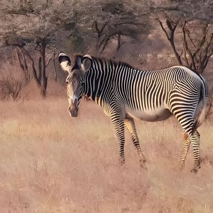 肯尼亚10日8晚拼小团