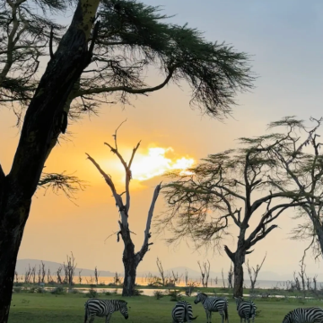 肯尼亚+安波塞利国家公园+纳库鲁湖国家公园+马赛马拉国家保护区+奈瓦沙湖8日6晚拼小团