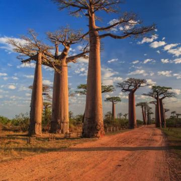 马达加斯加8日7晚私家团